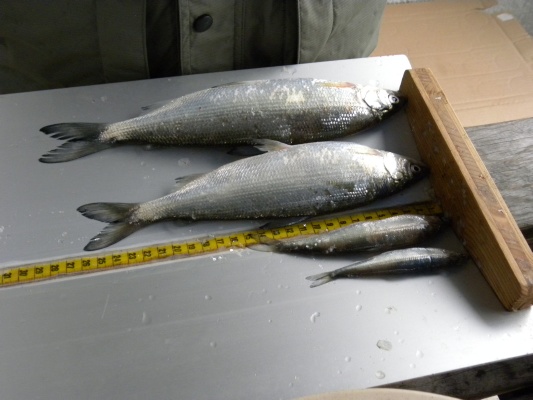 Probebefischung Dez.2009 004.jpg